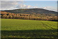 View to Garway Hill