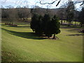 Trees in Bellfield Park