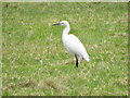 Little Egret, Broad Chalke