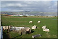 Sheep grazing on Ynys Tachwedd