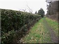 Track between forest and houses