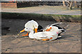 TQ4807 : Ducks mating by Oast House Archive
