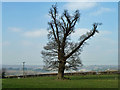 Tree in field