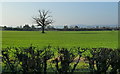 Lone tree in field, south-east of Bluegates Farm