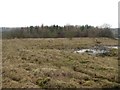 Scrubland by Broadwood Stadium