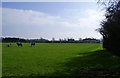 Whetstone Gorse Farmland