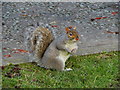 Squirrel At Eastham Country Park