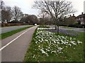 Snowdrops by Ifield Avenue