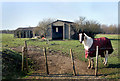 RAF Shellingford Remnant (And Horse)