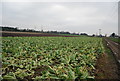 Field of Cauliflowers