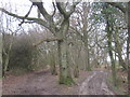 Bridleway in Palm Tree Plantation