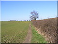 Footpath to South Entrance