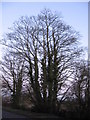 Roadside trees near Oakley Park