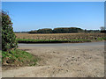 Cultivated field west of Fieldhouse Farm, Salle