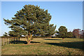 Scots Pines (Pinus sylvestris)