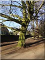 Trees near Cambrian Road Gate, Richmond Park (1)