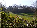 The road to Catteshall Farm seen from the bridleway