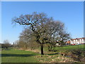 Oak, Lake View Park