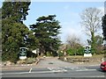 Trees at the entrance to the Buckerell Lodge Hotel