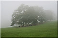 Broadleaf  trees in Tyntesfield Park