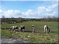 Horses grazing off Bagshaw Lane