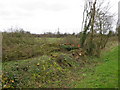 Laid hedge, White Hill