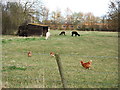 TF2225 : Three hens and four Alpacas near Pinchbeck by Richard Humphrey