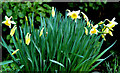 Daffodils, Newtownards