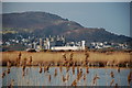 Conwy Castle from the RSPB reserve