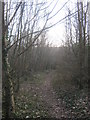 TR2944 : Footpath in Lousyberry Wood by David Anstiss