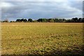 Field by Sheepstead Farm