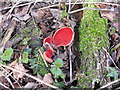 SD4774 : Scarlet Elf Cups at Leighton Moss by M J Richardson
