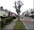 Pollarded trees, Pinehurst Road, Swindon