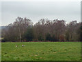 Two geese in a field