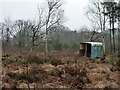 Heathy woodland, Broadwater Forest