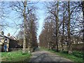 The avenue leading to Duke