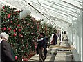 Inside Chiswick House conservatory