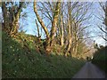 SX1456 : Lane near Lerryn by Derek Harper