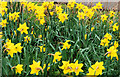 Daffodils, Belfast (3)