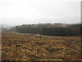 Forestry lands near Eilrig in Roxburghshire