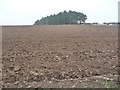 Ploughed fields topped by conifers