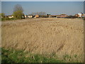 Canvey Island: Thorneycreek Fleet reedbed