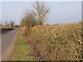 SP3956 : Hedgerow alongside lane near Old Town Farm by David P Howard