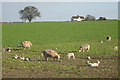 Ewes, lambs and turnips