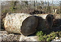 2011 : Felled beech trees near Corton