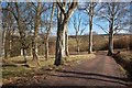 Beech Trees Above Traboyack Burn