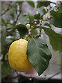 Lemon, Oxford Botanic Gardens