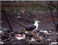 Lesser Black-backed Gull (Larus fuscus), Leigh tip