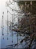 SU0394 : Reedmace by a lake near Ashton Keynes by Brian Robert Marshall