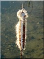 SU0394 : Reedmace head by a lake near Ashton Keynes by Brian Robert Marshall